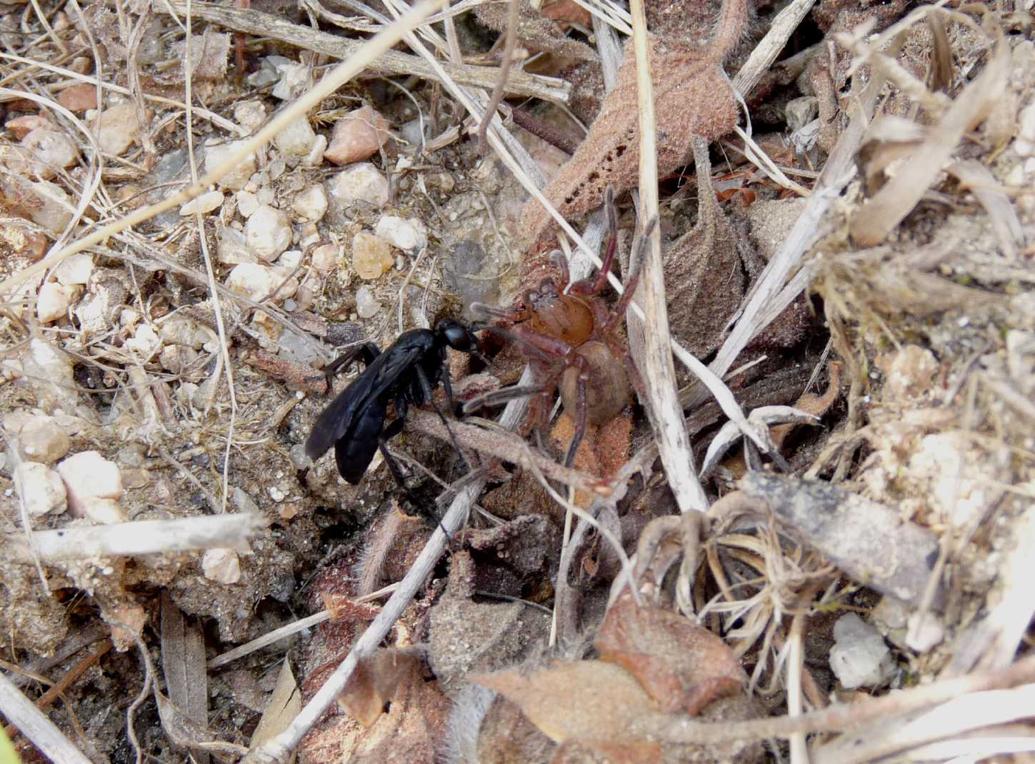 Pompilidae con Olios argelasius